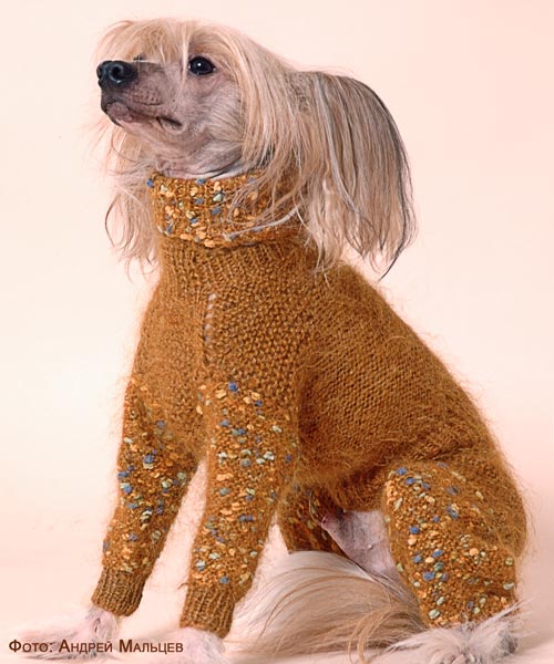Вязаные штаны для собаки (59 фото) - картинки manikyrsha.ru