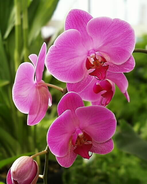 Pictures Of Orchids For Tattoos. Orchids Flower