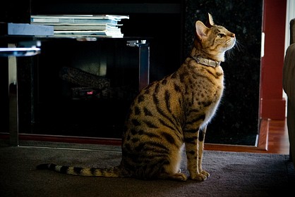 Кошка породы Саванна.Домашний леопард. (418x280, 31Kb)