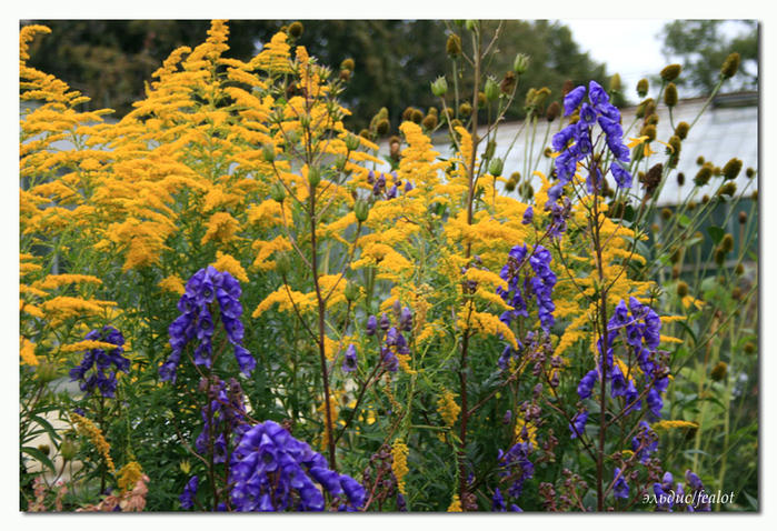 Flowers. Цветы, фотоподборка. (699x478, 450Kb)