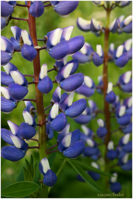 Flowers. Цветы, фотоподборка. (466x699, 111Kb)