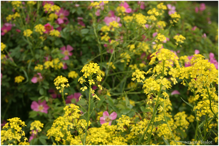 Flowers. Цветы, фотоподборка. (699x466, 397Kb)