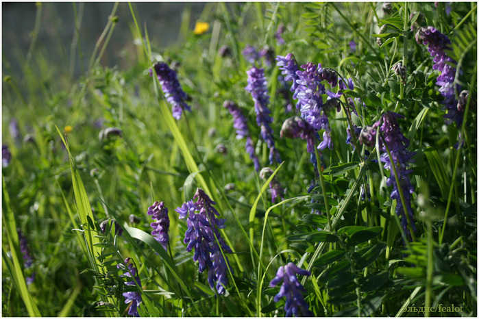 Flowers. Цветы, фотоподборка. (699x466, 159Kb)