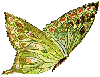 babochka_khameleon_7c85ef67bf8e4245a5833bdbc756d449 (100x77, 43 Kb)