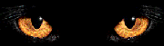 051x180yeuxchat (180x51, 5 Kb)