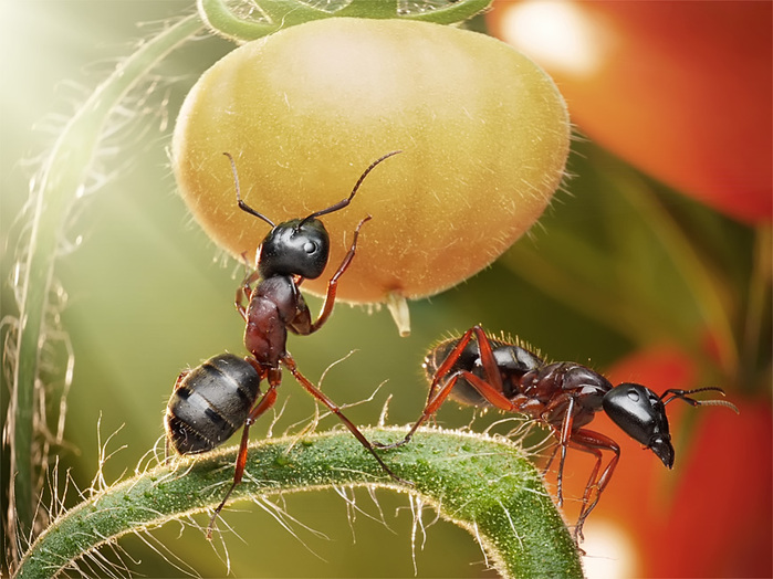 Фотограф Андрей Павлов - Из жизни муравьев
