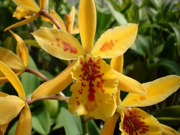 Орхидеи. Виды и сорта. (700x525, 99Kb)