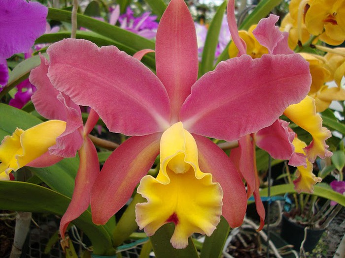 Орхидеи. Виды и сорта. (700x525, 113Kb)