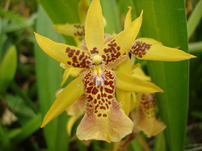 Орхидеи. Виды и сорта. (700x525, 76Kb)
