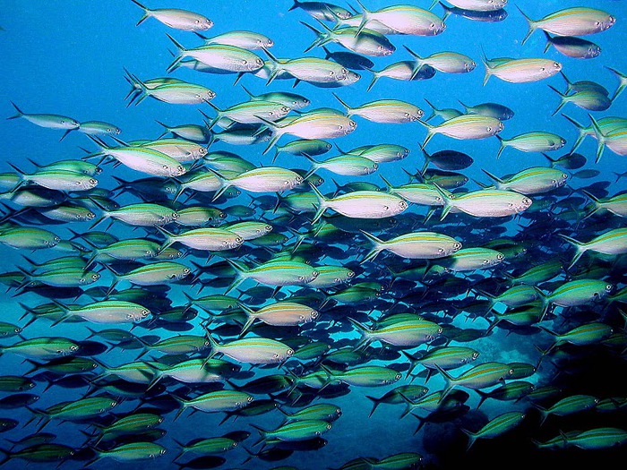 Восьмое чудо света - Большой Барьерный риф Австралии-Great Barrier Reef 84545