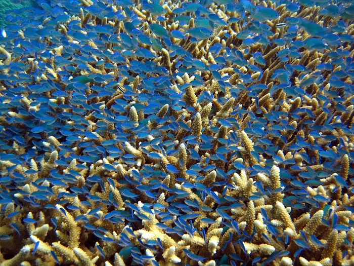 Восьмое чудо света - Большой Барьерный риф Австралии-Great Barrier Reef 37345