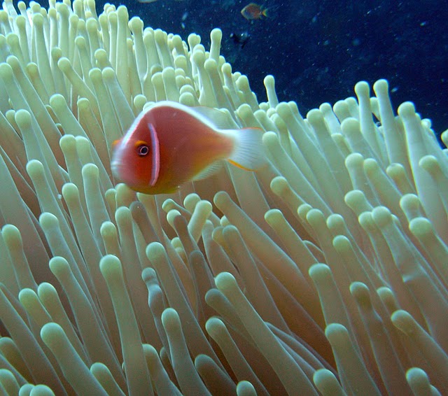 Восьмое чудо света - Большой Барьерный риф Австралии-Great Barrier Reef 11050