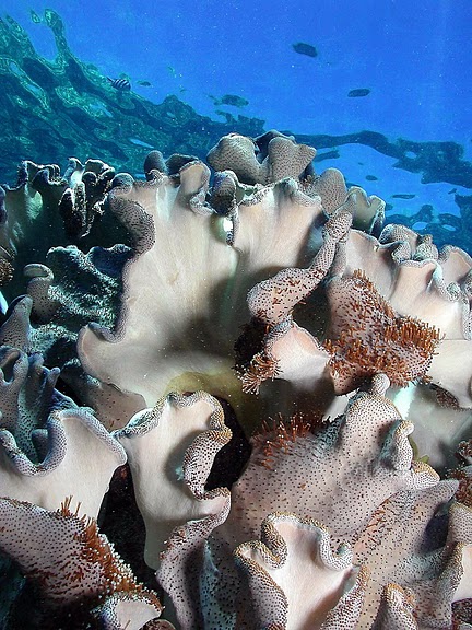 Восьмое чудо света - Большой Барьерный риф Австралии-Great Barrier Reef 47948