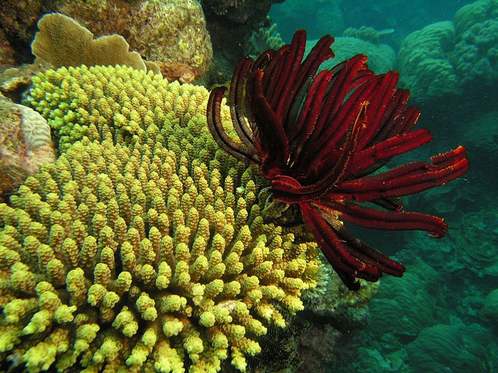 Восьмое чудо света - Большой Барьерный риф Австралии-Great Barrier Reef 42706