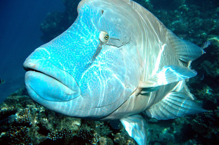 Восьмое чудо света - Большой Барьерный риф Австралии-Great Barrier Reef 43722