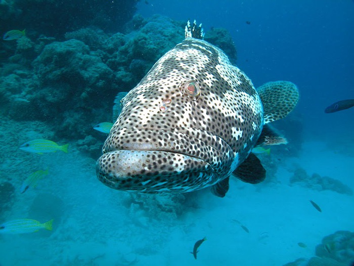 Восьмое чудо света - Большой Барьерный риф Австралии-Great Barrier Reef 94354