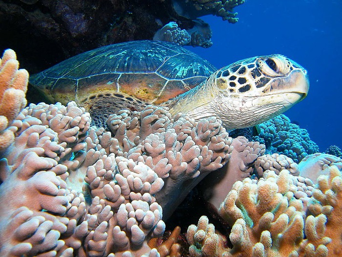 Восьмое чудо света - Большой Барьерный риф Австралии-Great Barrier Reef 76890