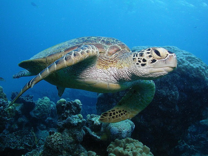 Восьмое чудо света - Большой Барьерный риф Австралии-Great Barrier Reef 85336