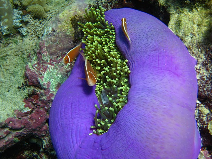 Восьмое чудо света - Большой Барьерный риф Австралии-Great Barrier Reef 12718