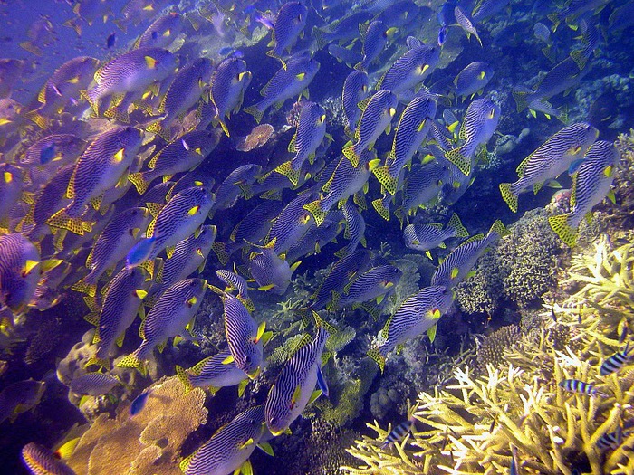 Восьмое чудо света - Большой Барьерный риф Австралии-Great Barrier Reef 82431