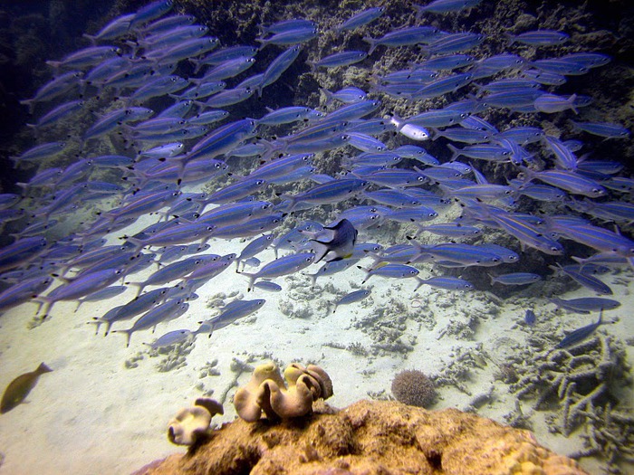 Восьмое чудо света - Большой Барьерный риф Австралии-Great Barrier Reef 58545