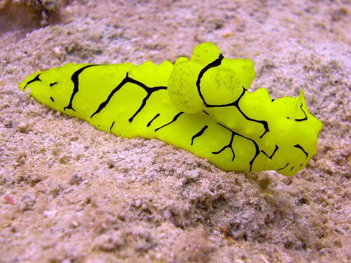 Восьмое чудо света - Большой Барьерный риф Австралии-Great Barrier Reef 95276