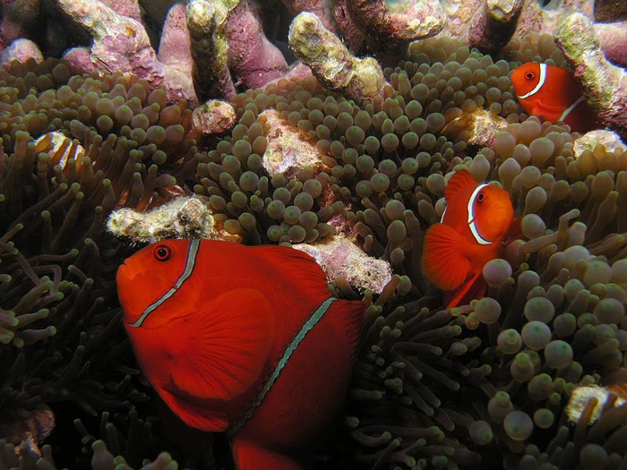 Восьмое чудо света - Большой Барьерный риф Австралии-Great Barrier Reef 24841