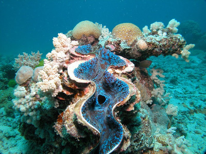 Восьмое чудо света - Большой Барьерный риф Австралии-Great Barrier Reef 23149