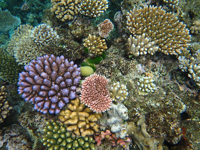 Восьмое чудо света - Большой Барьерный риф Австралии-Great Barrier Reef 33946