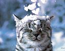 getImageCAMEXNF2 (128x102, 4 Kb)