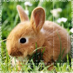 Аватары с животными - Страница 3 68669051_The_rabbit_