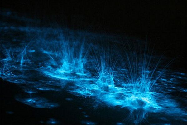 1295465678_bioluminescent_lake_07 (600x400, 30 Kb)