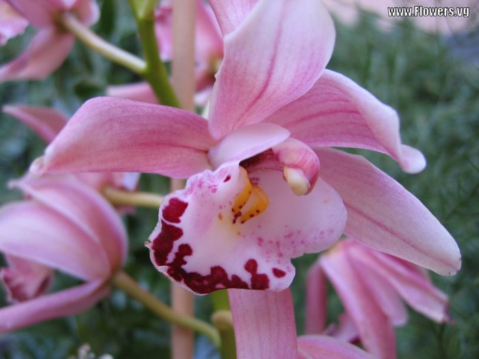 http://img1.liveinternet.ru/images/attach/c/2//70/472/70472046_orchidcymbidium.jpg