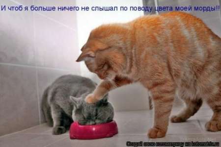 http://img1.liveinternet.ru/images/attach/c/2//71/122/71122295_1298487660_1293475229_1293310819_1293174728_kotomatrix_12.jpg