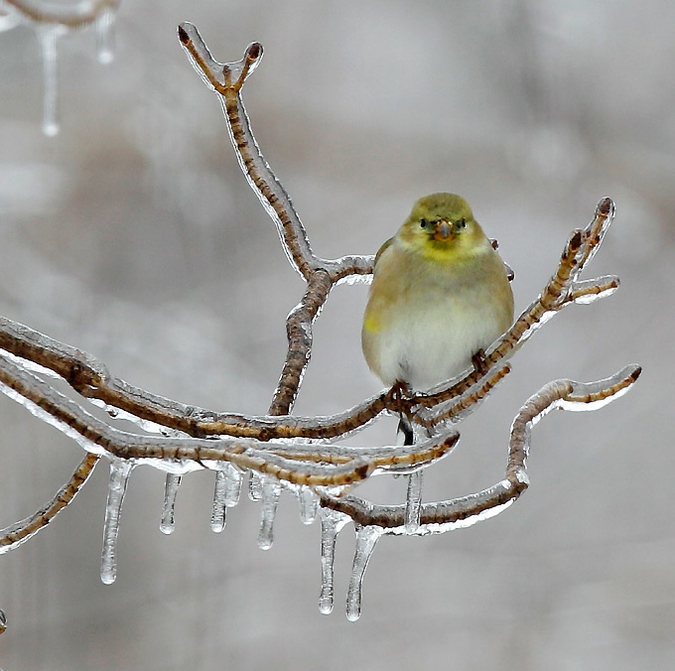 Февральские фотоузоры