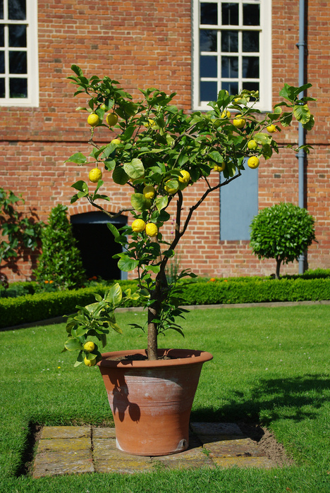 усадьбa Хэнбери Холл (Hanbury Hall), Вустершир 53587