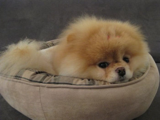 Как выглядит Бу, самая популярная собачка в Интернете (фото и видео)