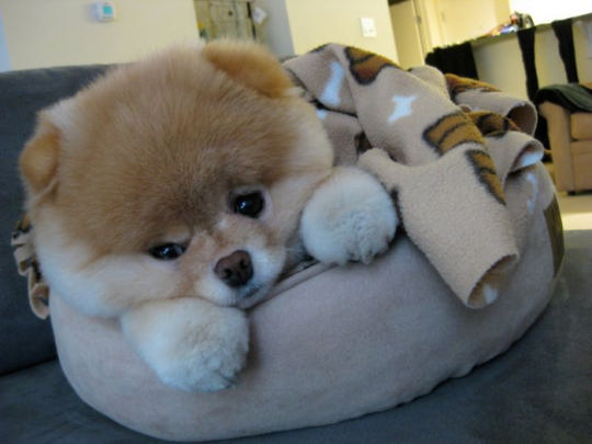 Как выглядит Бу, самая популярная собачка в Интернете (фото и видео)