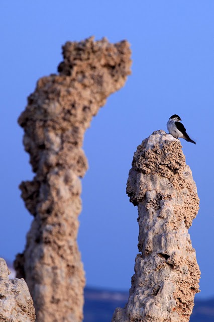 Озеро Моно - Mono Lake, 35035