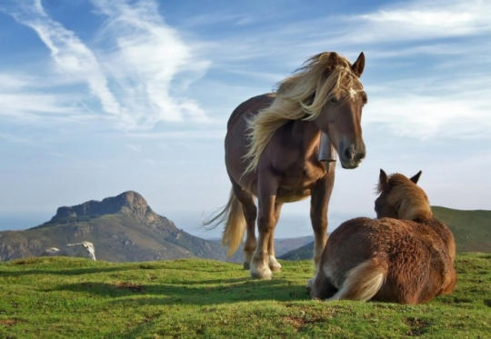 Красивые фотографии лошадей: мой единорог еще пасется