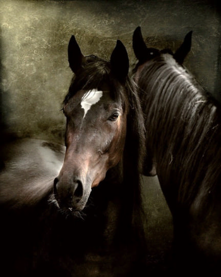 Волшебные красивые фотографии лошадей!