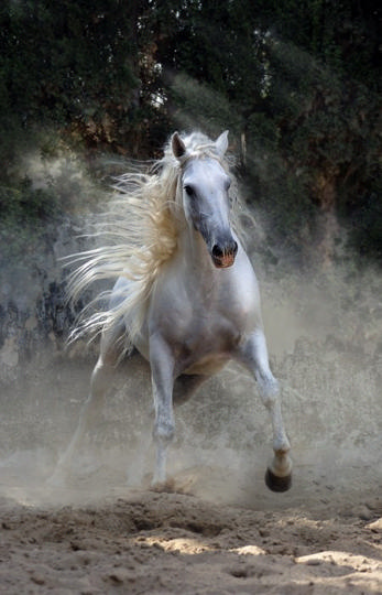 Волшебные красивые фотографии лошадей!
