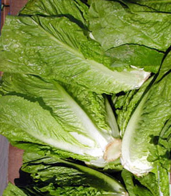 22_05_2008_07_05_23_salad7 (350x400, 64 Kb)