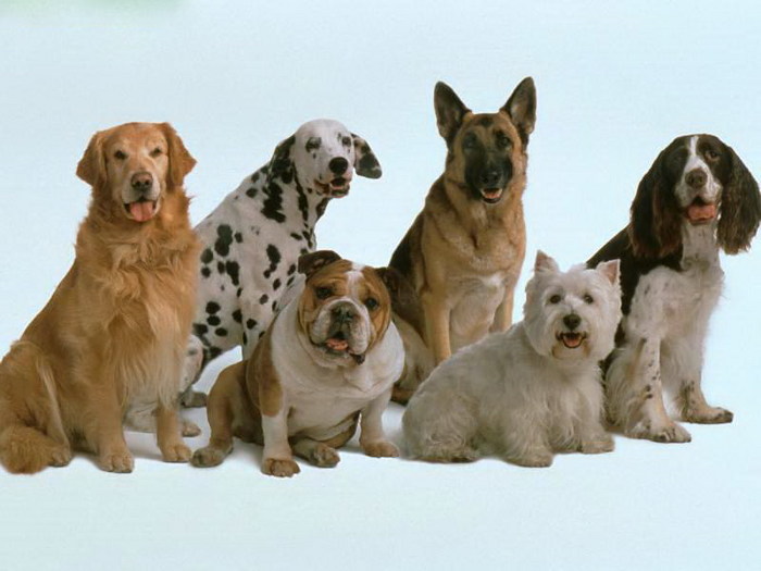 http://img1.liveinternet.ru/images/attach/c/2//72/876/72876983_6107896_dogs_34.jpg