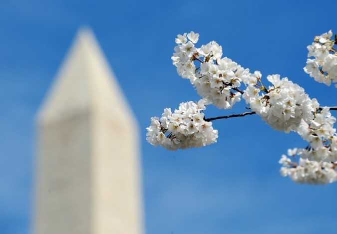 Национальный Блоссомский фестиваль вишни (National Cherry Blossom Festival), Вашингтон, 29 марта 2011 года.