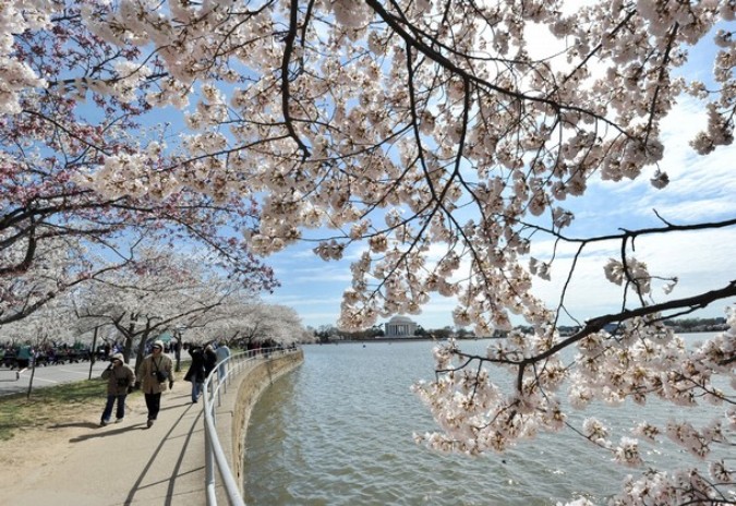 Национальный Блоссомский фестиваль вишни (National Cherry Blossom Festival), Вашингтон, 29 марта 2011 года.