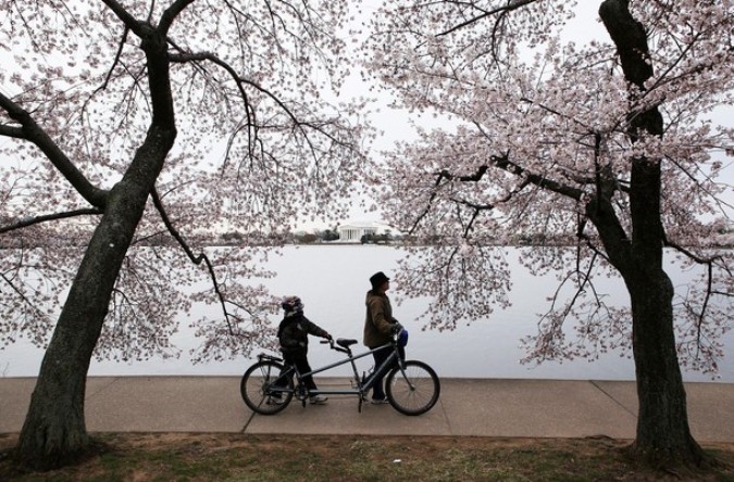 Национальный Блоссомский фестиваль вишни (National Cherry Blossom Festival), Вашингтон, 29 марта 2011 года.