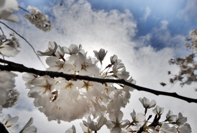 Национальный Блоссомский фестиваль вишни (National Cherry Blossom Festival), Вашингтон, 29 марта 2011 года.