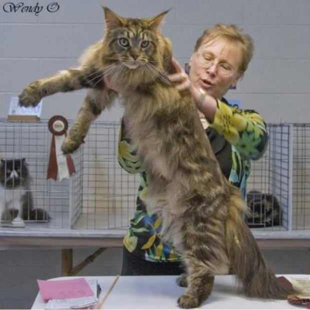 Мейн кун-большая домашняя кошка. Обсуждение на LiveInternet