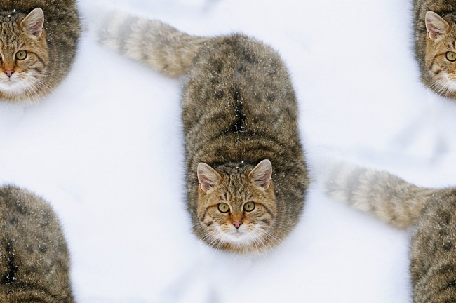 Коты и новорожденный ребенок Коты и новорожденный ребенок